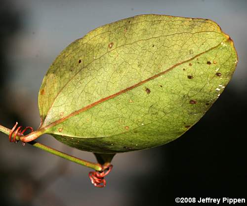 Coral Greenbrier (Smilax walteri)