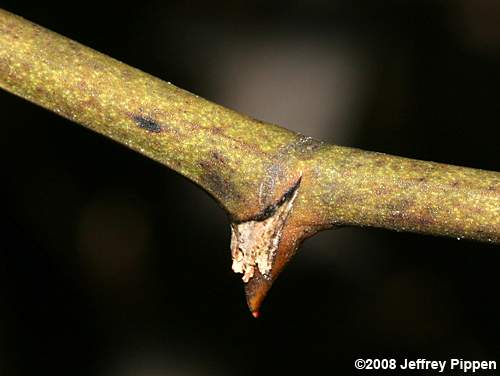 Coral Greenbrier (Smilax walteri)