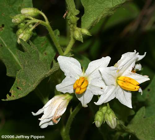 Carolina Horsenettle (Solanum carolinense)