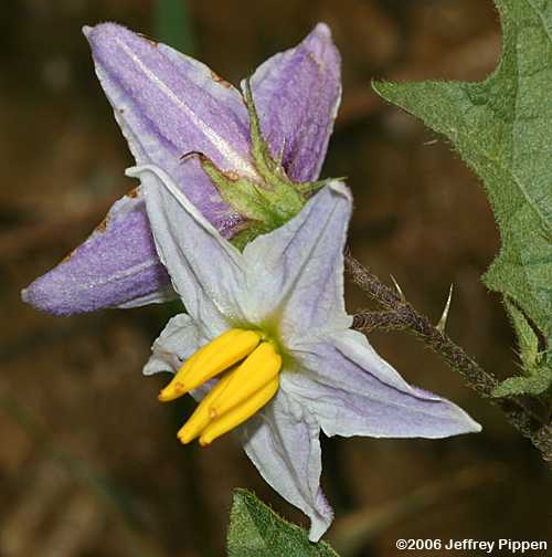 Carolina Horsenettle (Solanum carolinense)
