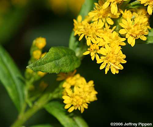unidentified goldenrod (Solidago sp.)