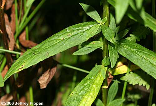 unidentified goldenrod (Solidago sp.)