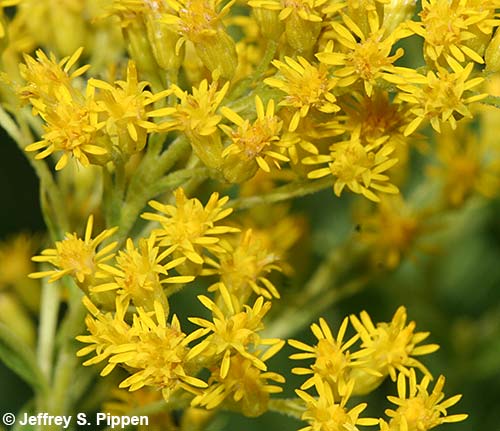 Canada Goldenrod (Solidago canadensis)