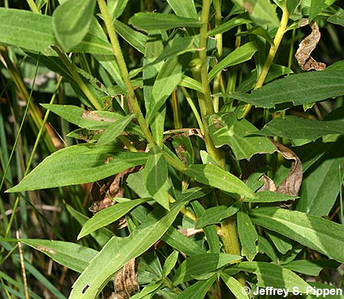 Canada Goldenrod (Solidago canadensis)