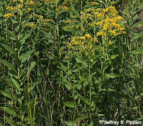 Canada Goldenrod (Solidago canadensis)