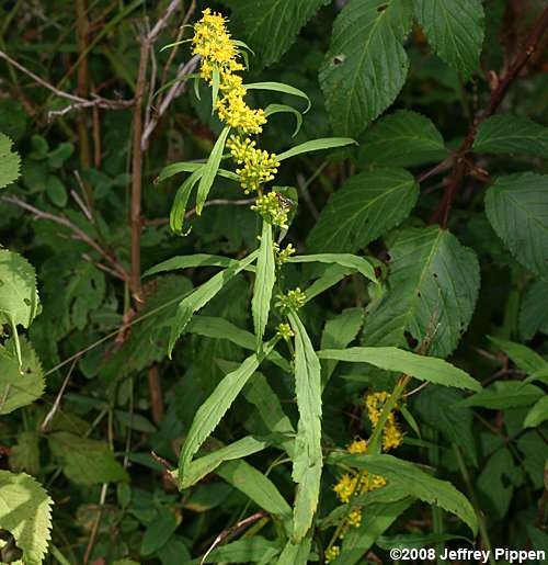 Curtis's Goldenrod (Solidgo curtisii)