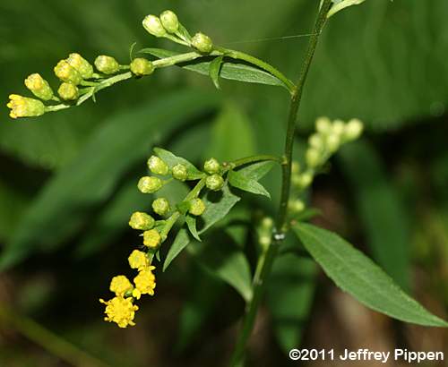 Appalachian Goldenrod (Solidago flaccidifolia)