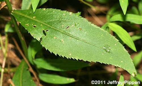 Appalachian Goldenrod (Solidago flaccidifolia)