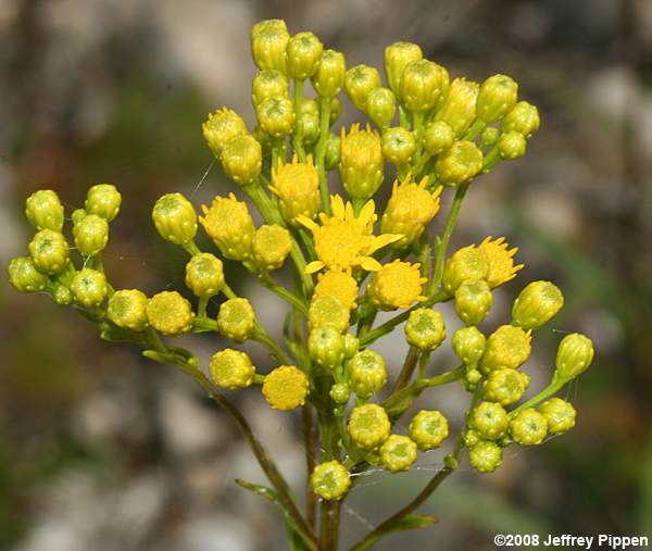 Houghton's Goldenrod (Solidago houghtonii)