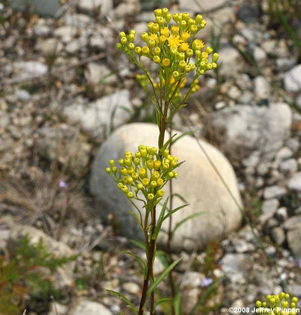 Houghton's Goldenrod (Solidago houghtonii)