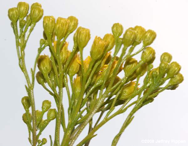Houghton's Goldenrod (Solidago houghtonii)