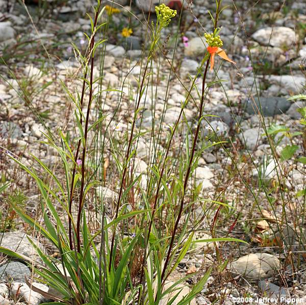 Houghton's Goldenrod (Solidago houghtonii)