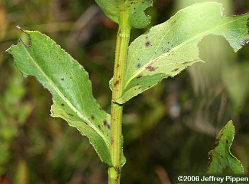 Rigid Goldenrod (Solidago rigida)