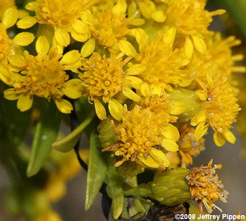 Seaside Goldenrod (Solidago sempervirens)