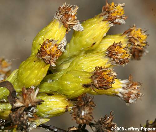 Seaside Goldenrod (Solidago sempervirens)