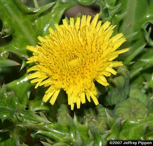Common Sowthistle (Sonchus oleraceus)