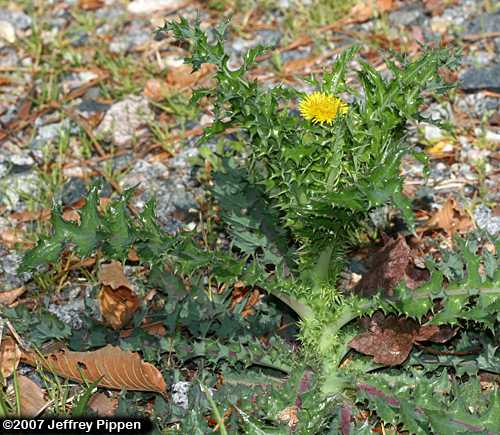 Common Sowthistle (Sonchus oleraceus)