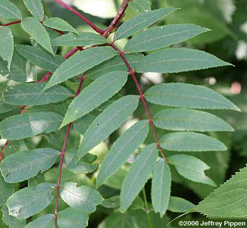 American Mountain-ash (Sorbus americana)