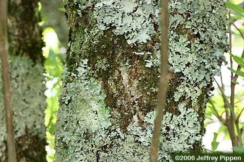 American Mountain-ash (Sorbus americana)