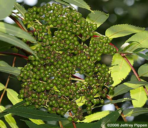 American Mountain-ash (Sorbus americana)