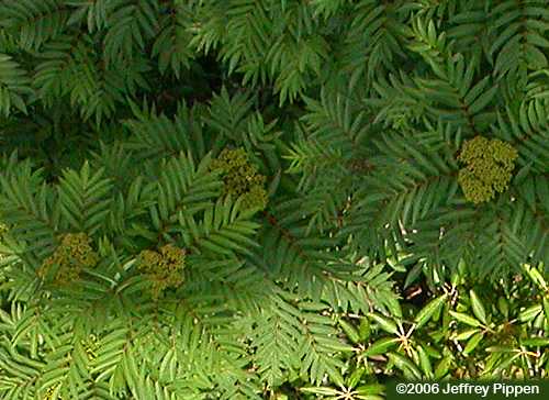 American Mountain-ash (Sorbus americana)