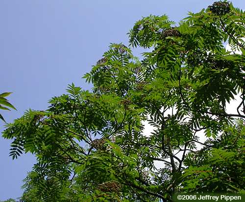 American Mountain-ash (Sorbus americana)