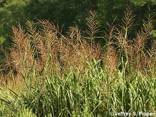 Giant Cordgrass, Big Cordgrass (Spartina cynusoroides)