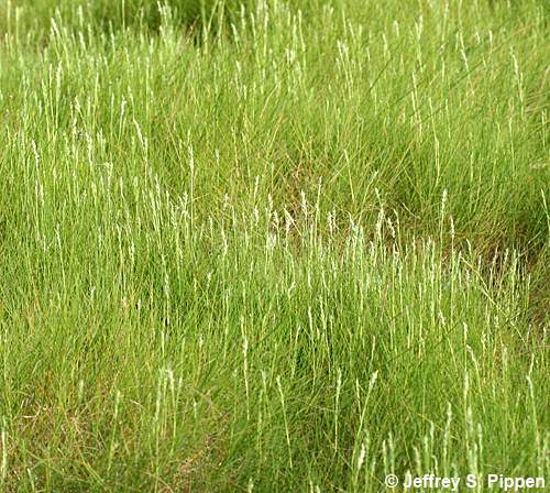 Saltmeadow Cordgrass (Spartina patens)