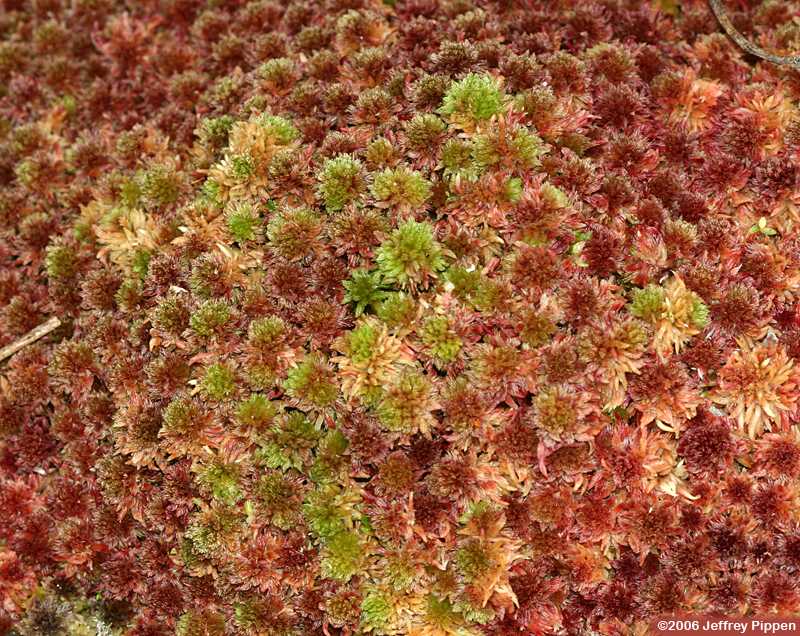 Sphagnum sp.