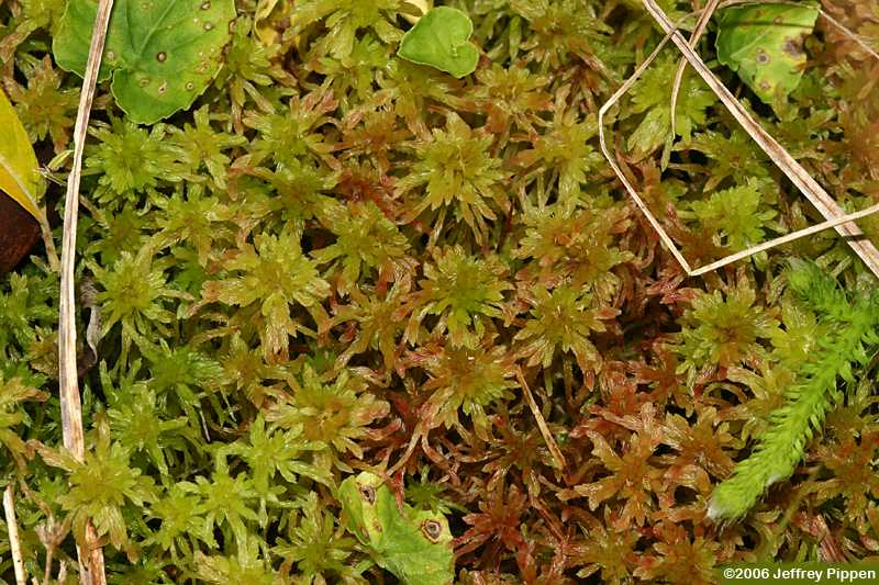 Sphagnum sp.