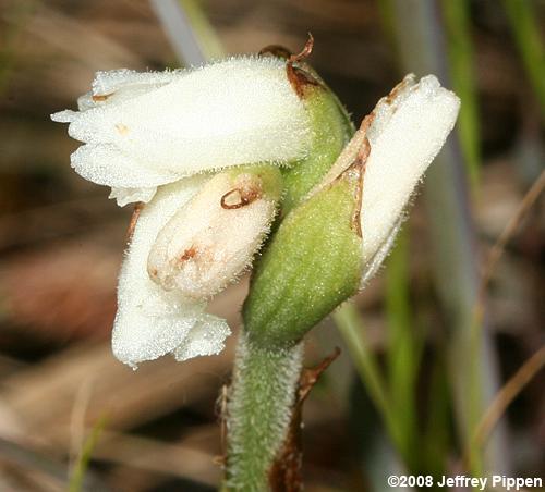 Nodding Ladies' Tresses (Spiranthes cernua)