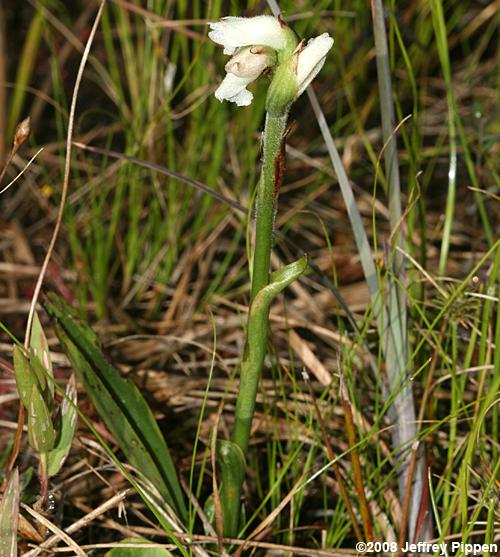 Nodding Ladies' Tresses (Spiranthes cernua)