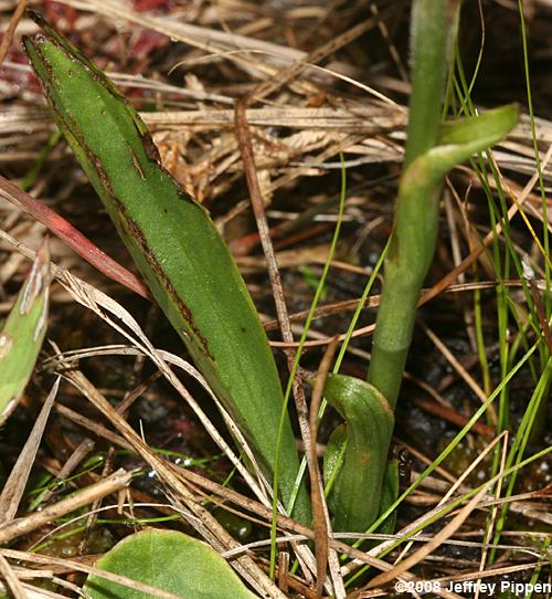 Nodding Ladies' Tresses (Spiranthes cernua)