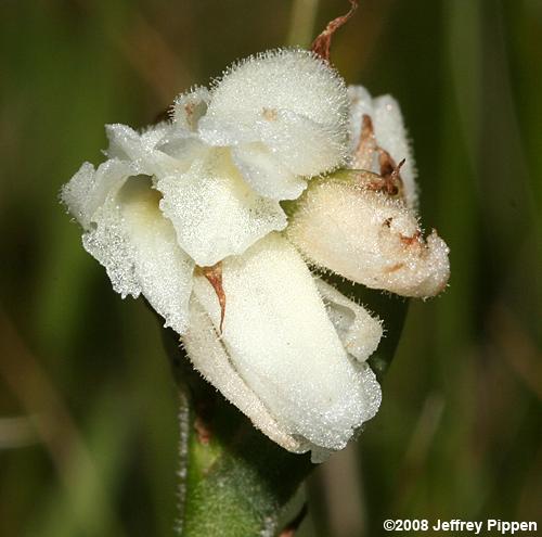 Nodding Ladies' Tresses (Spiranthes cernua)