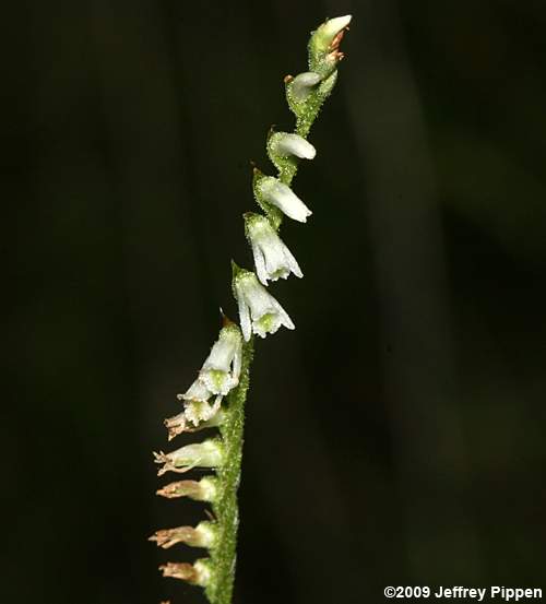 Northern Slender Ladies' Tresses (Spiranthes lacera var. gracilis)