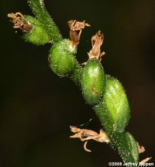 Northern Slender Ladies' Tresses (Spiranthes lacera var. gracilis)