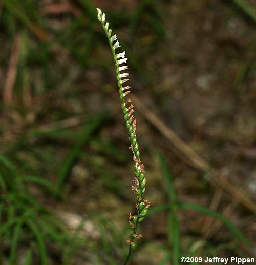 Northern Slender Ladies' Tresses (Spiranthes lacera var. gracilis)