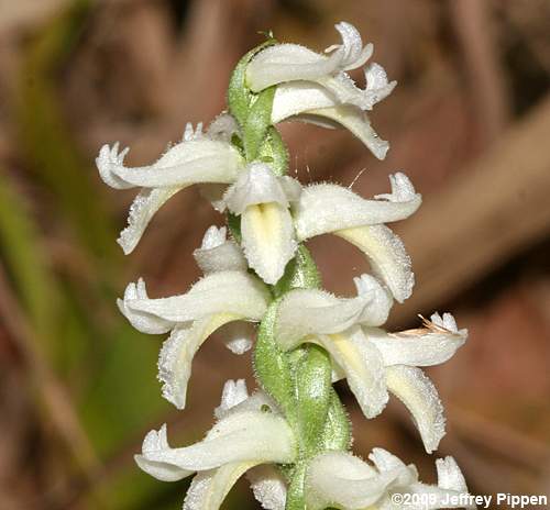 Fragrant Ladies' Tresses, Marsh Ladies' Tresses (Spiranthes odorata)