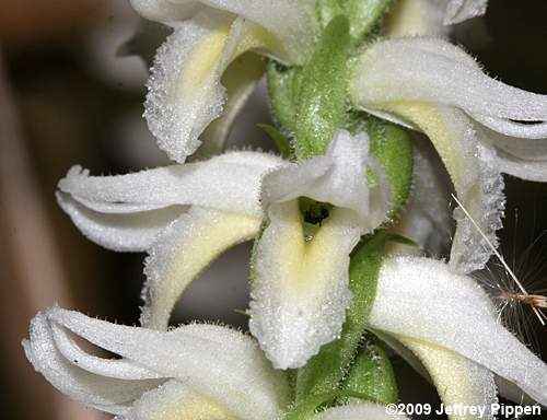 Fragrant Ladies' Tresses, Marsh Ladies' Tresses (Spiranthes odorata)