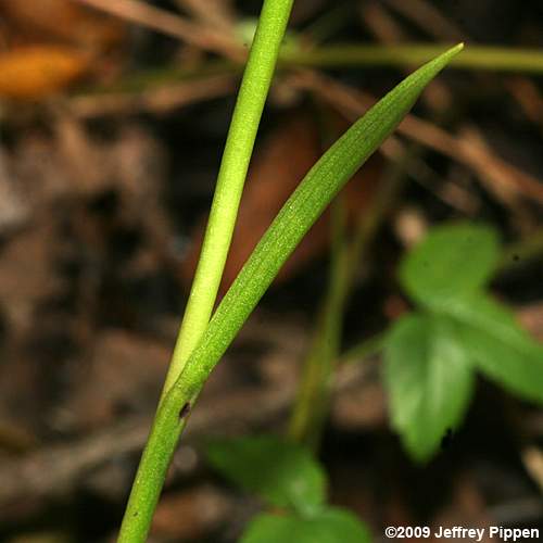 Fragrant Ladies' Tresses, Marsh Ladies' Tresses (Spiranthes odorata)
