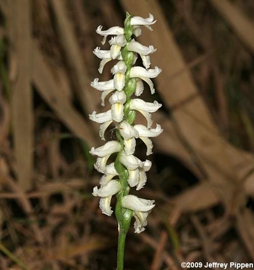 Fragrant Ladies' Tresses, Marsh Ladies' Tresses (Spiranthes odorata)