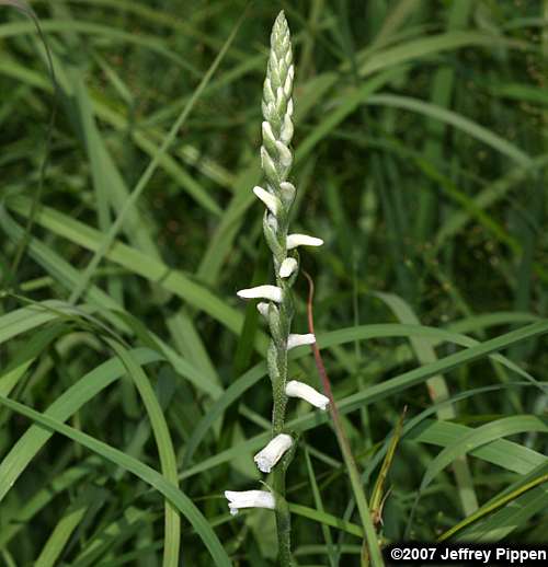 Grass-leaved Ladies' Tresses, Greenvein Ladies' Tresses (Spiranthes praecox)