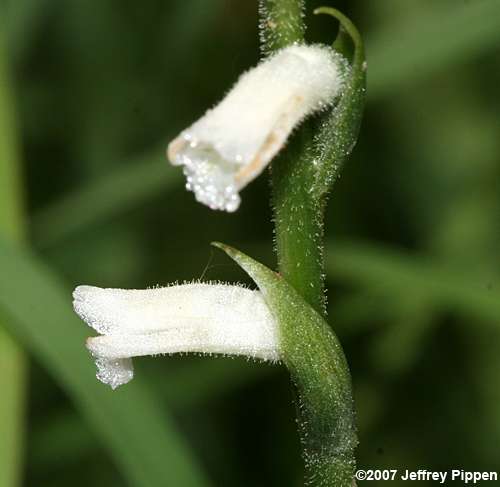 Grass-leaved Ladies' Tresses, Greenvein Ladies' Tresses (Spiranthes praecox)