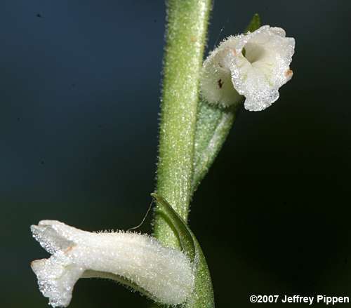Grass-leaved Ladies' Tresses, Greenvein Ladies' Tresses (Spiranthes praecox)