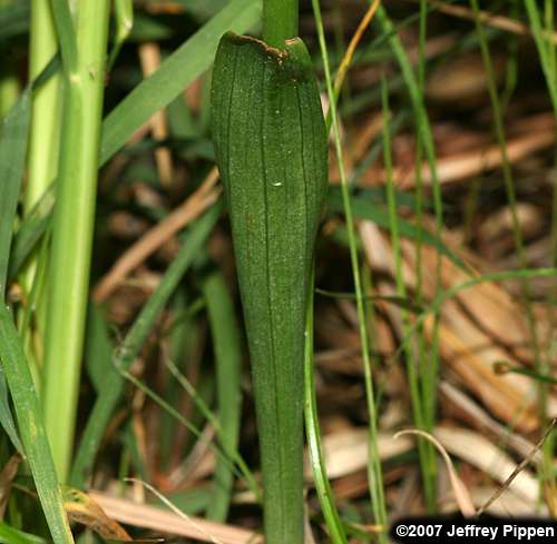 Grass-leaved Ladies' Tresses, Greenvein Ladies' Tresses (Spiranthes praecox)