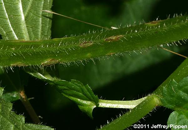 Clingman's Hedge-Nettle (Stachys clingmanii)