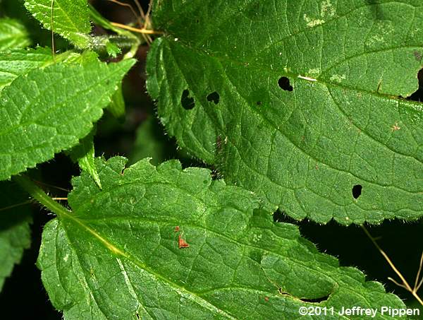 Clingman's Hedge-Nettle (Stachys clingmanii)