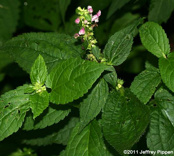 Clingman's Hedge-Nettle (Stachys clingmanii)