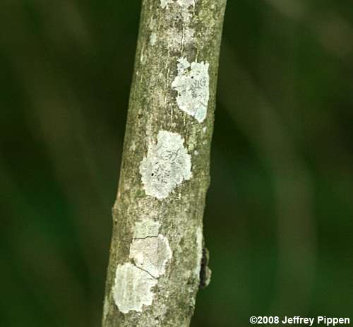 American Bladdernut (Staphylea trifolia)