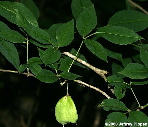 American Bladdernut (Staphylea trifolia)
